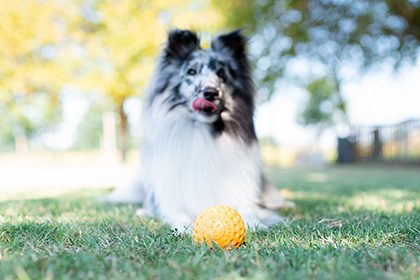 Ball-rarousel-1